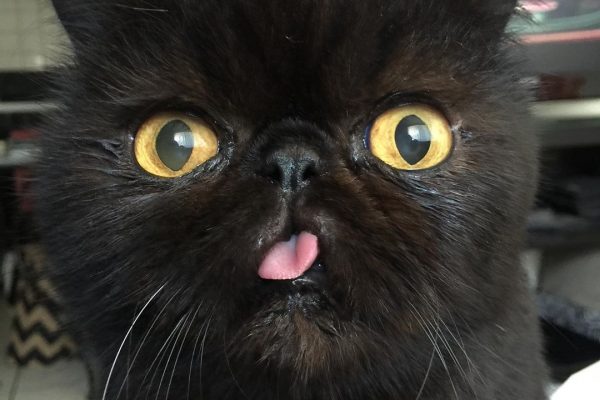 squishdelish-cats-on-instagram-to-follow